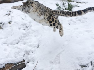 snowleopard-3-ppusa-helsinki-zoo-300x225