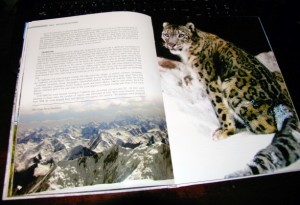 Kazakhstan Сontinues Further Actions to Protect Snow Leopards