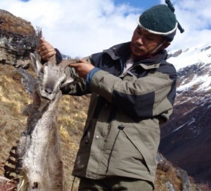  - Blue-sheep-kill-in-JDW-NP-Bhutan.-Photo-Tashi-Tsering-WWF-Bhutan.-300x272