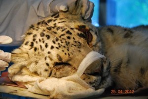 Snow leopards get surgery to prevent blindness in Kazakhstan Almaty Zoo