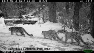Not one, not two, but a family of three snow leopards captured by remote camera trap in Wangchuck Centennial Park (WCP) in Bhutan. Photo (C) WCP.