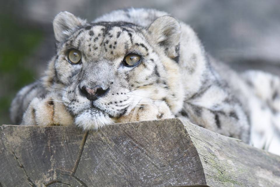 Shingys-12-yr-old-sl-Tama-Zoo-Photo-by-Steve-Tacy.jpg
