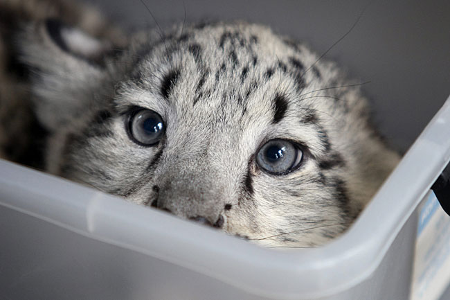 Female cub getting weighed. Photo David Caird. News Ltd.