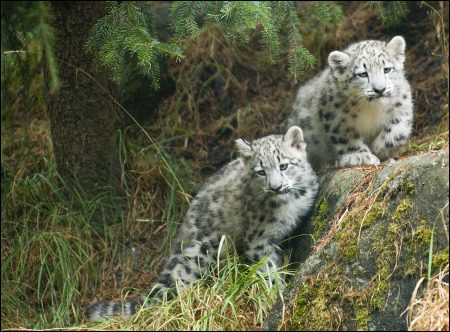 Gobi and Batu at Woodland Park Zoo. Photo by Ryan Hawk WPG.