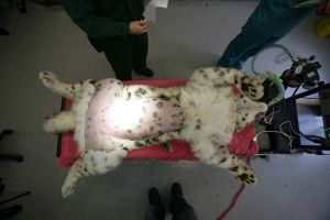 Snow leopard stem cell world first