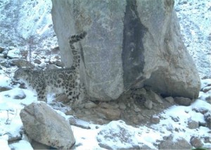 Snow leopard habitat in Afghanistan