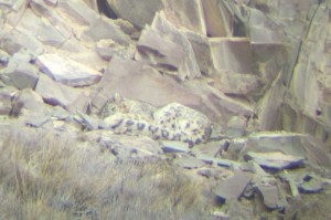 Our snow leopard sleeping 