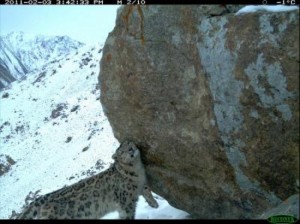 Snow leopard habitat Afghanistan