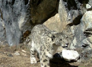 One of the many photos captured by remote camera traps in Bhutan. Photos WWF.