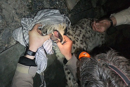 First Afghanistan Snow Leopards Captured And Radio Collared