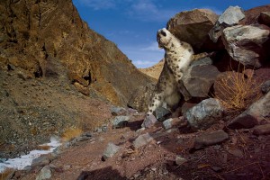 A snow leopard rubbing itself on a rocky ledge in Hemis National Park, Ladakh India. This photo was taken by wildlife photographer (c) Steve Winter with a remote camera trap and is featured in National Geographic Magazine.