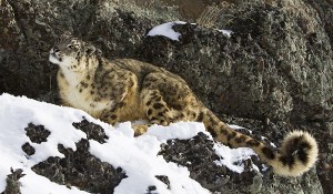 wild-SnowLeopard-Photo Samuel Maglione