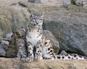 Snow leopards at Dublin Zoo in Ireland. (Photo Dublin Zoo.)