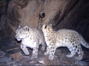 Snow Leopards in China