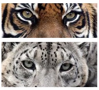 🐆 Snow Leopard vs 🐅 Siberian Tiger: See Who Wins