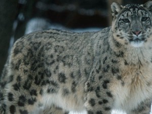 Snow leopards in Central Asia are  threatened by growing illegal wildlife trade. (Photo WWF.)